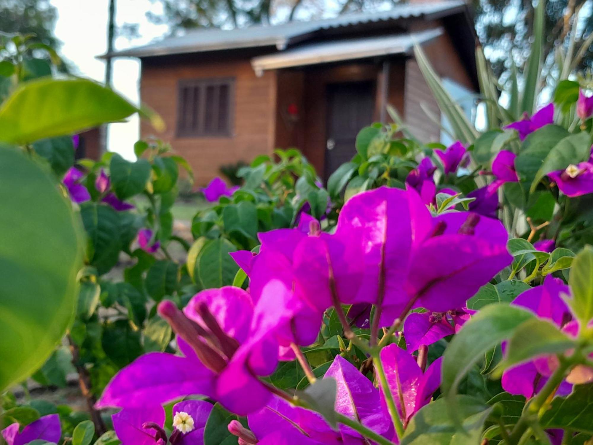 Cabanas Dos Pinheiros São Francisco de Paula Cameră foto
