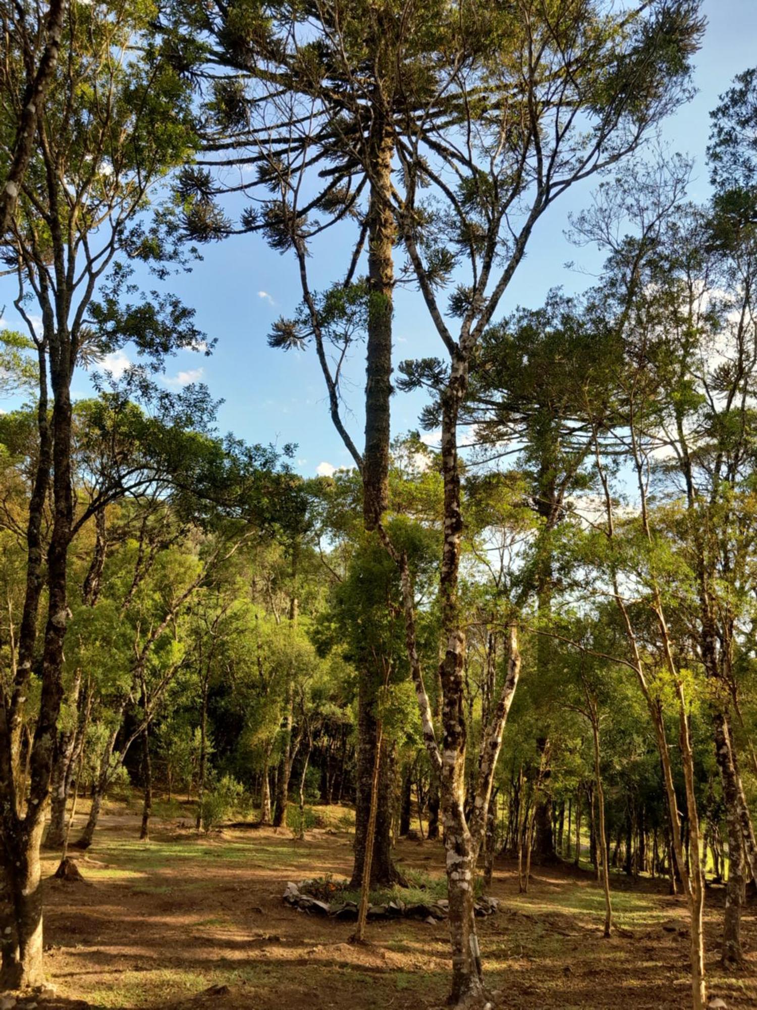 Cabanas Dos Pinheiros São Francisco de Paula Cameră foto