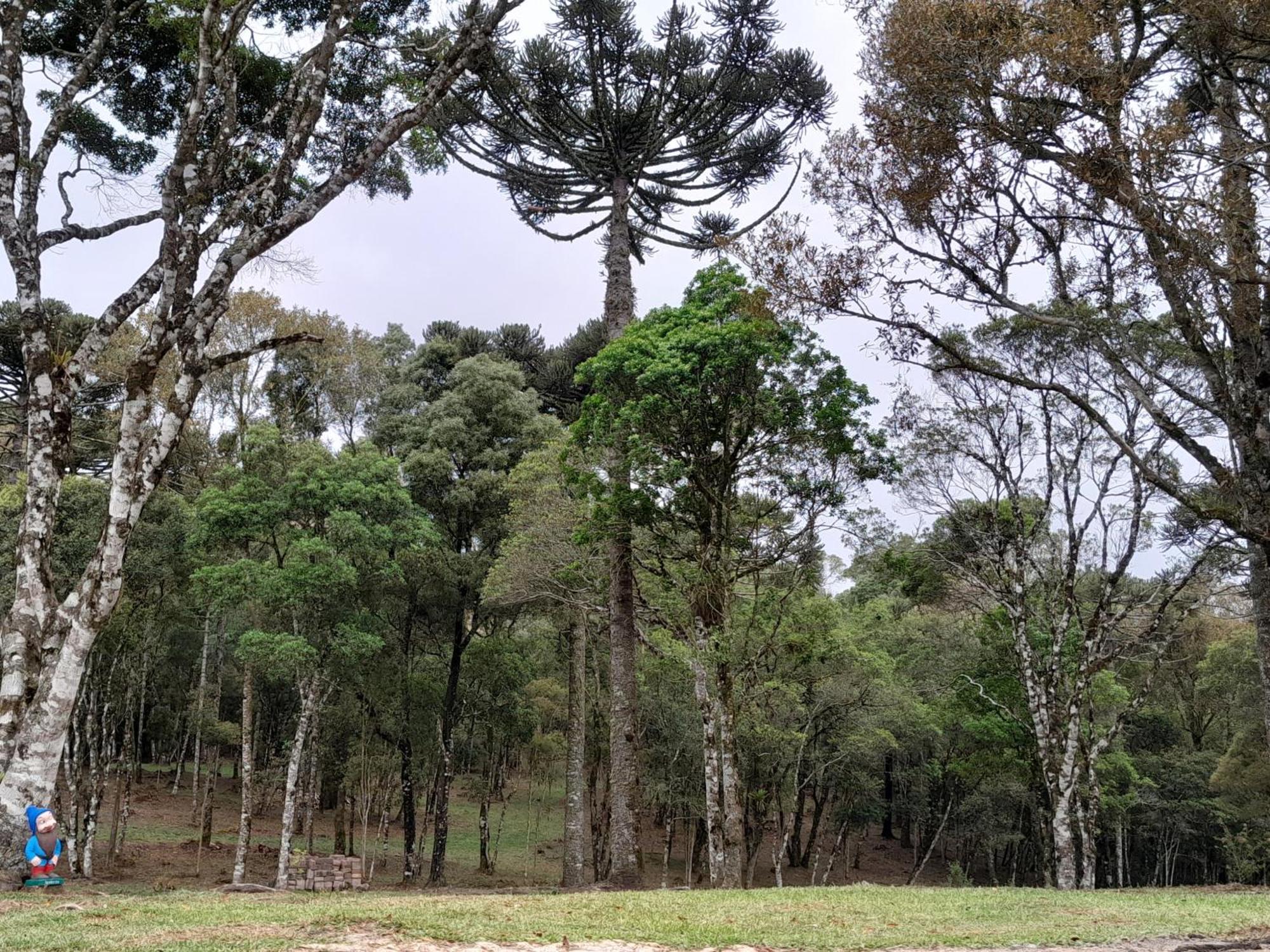 Cabanas Dos Pinheiros São Francisco de Paula Cameră foto