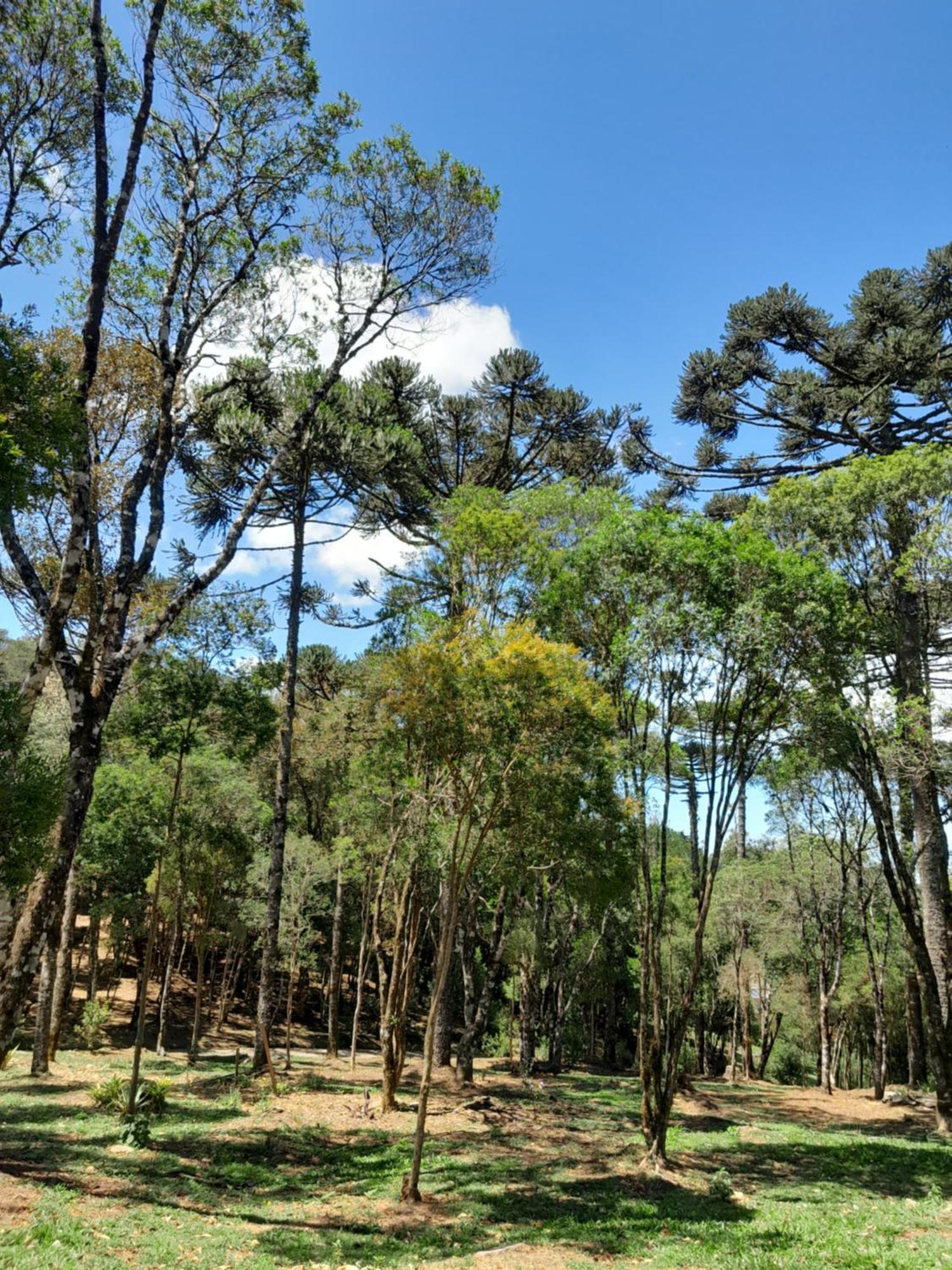 Cabanas Dos Pinheiros São Francisco de Paula Cameră foto
