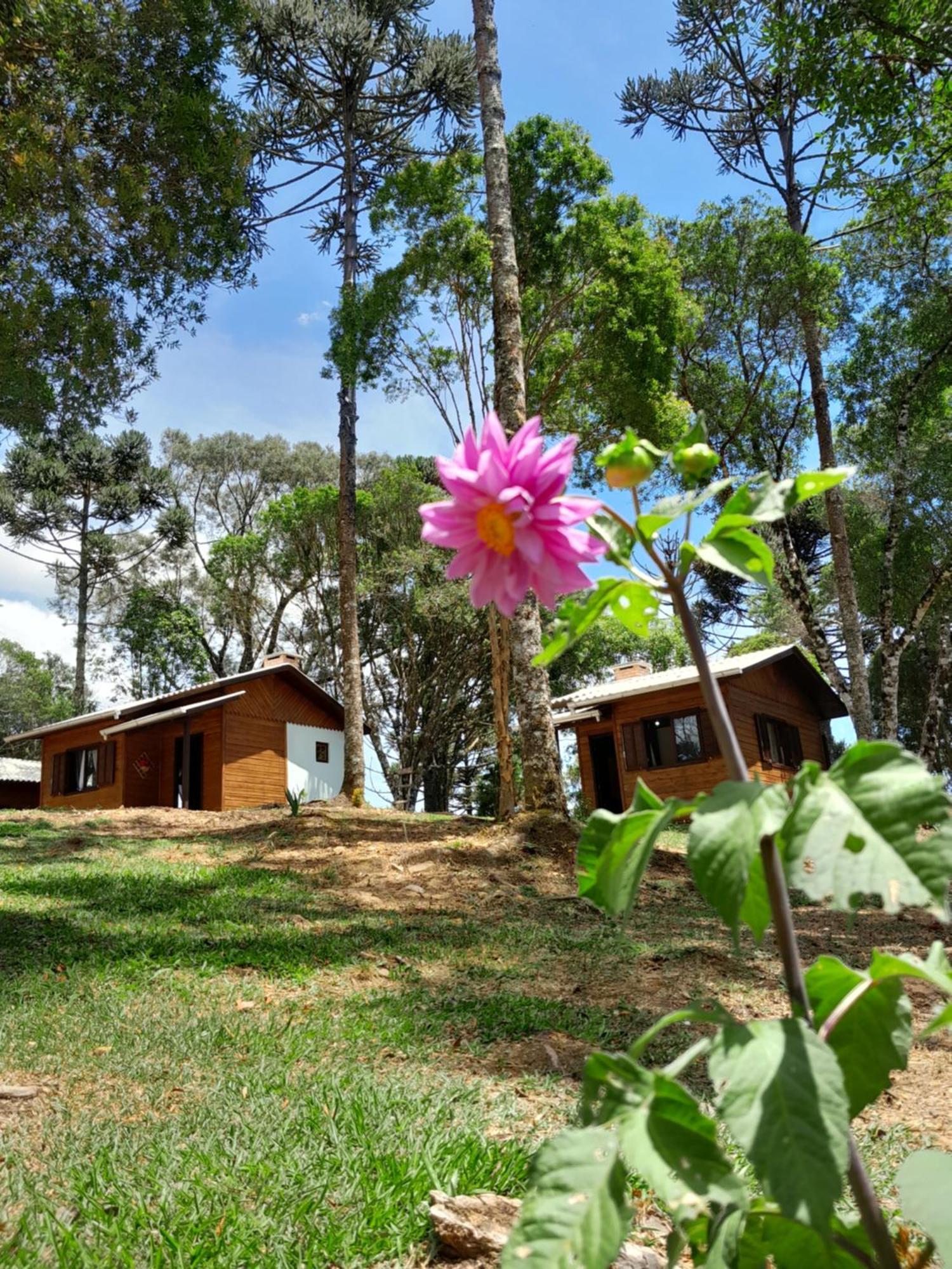 Cabanas Dos Pinheiros São Francisco de Paula Cameră foto
